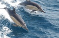 Gemeiner Delfin.jpg