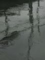 Regen 1.jpg