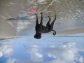 Gravitation australischer Hund.jpg
