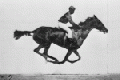Muybridge race horse animated 150px.gif