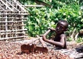 Kinderarbeit kakao dwhh 250.jpg