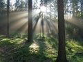 Licht Schatten Wald.jpg
